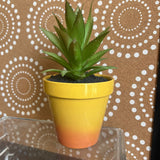 Yellow, Succulent Plant in Pot