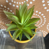 Yellow, Succulent Plant in Pot