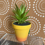 Yellow, Succulent Plant in Pot