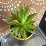 Yellow, Succulent Plant in Pot